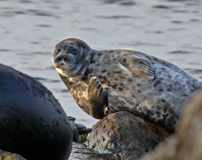 «Сиеста» фото превью