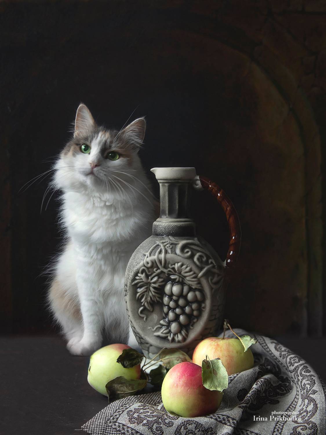 фото животных, домашние животные, котопортрет, кошка, натюрморт, Приходько Ирина