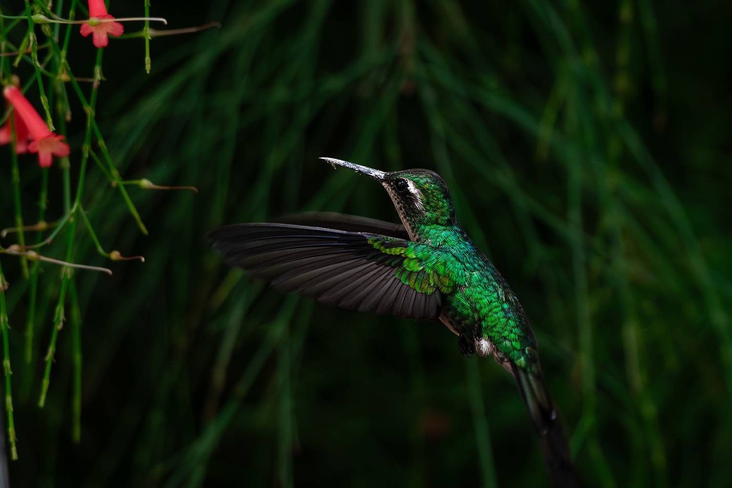 , Abel Cancino Gutierrez