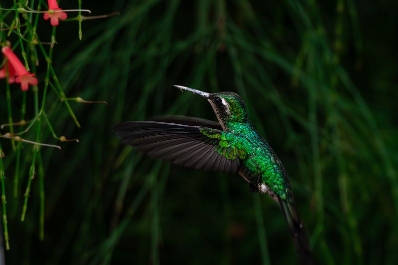 h 4 фото превью