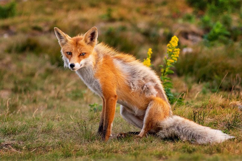 лиса, лисица, лис, лисы, животные, млекопитающие, природа, живность, таганай Мультяшный лис. фото превью
