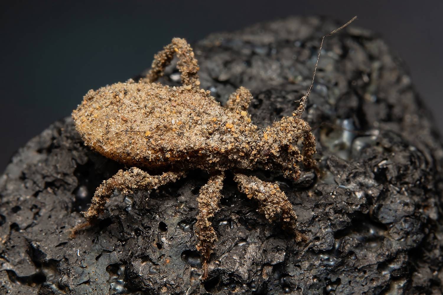 insect, insectmacro, insectlovers, macrophoto, macrophotography, enthomology, nature, Stephane