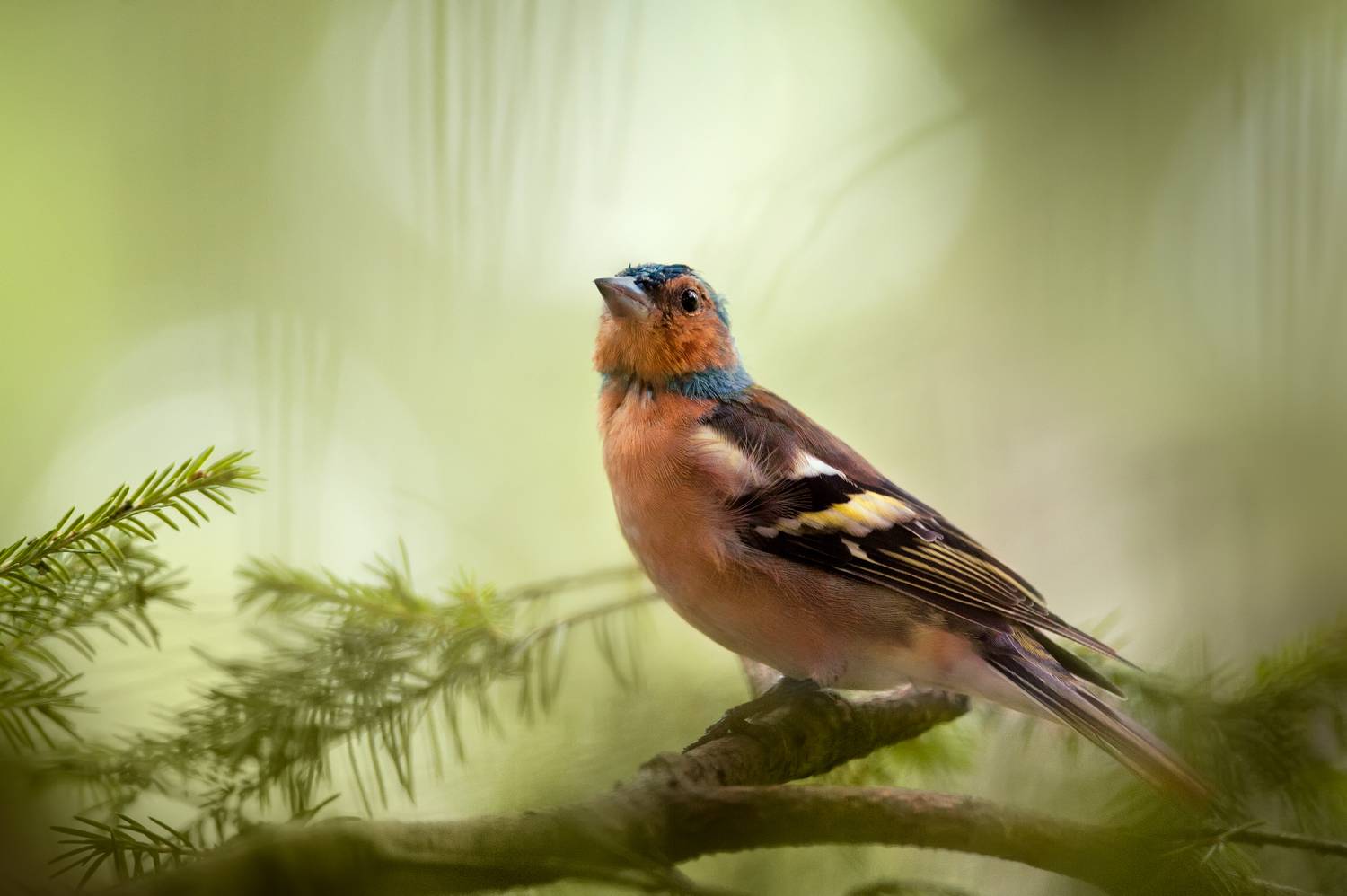 птицы, фото птиц, зяблик, птица, Громова Анна