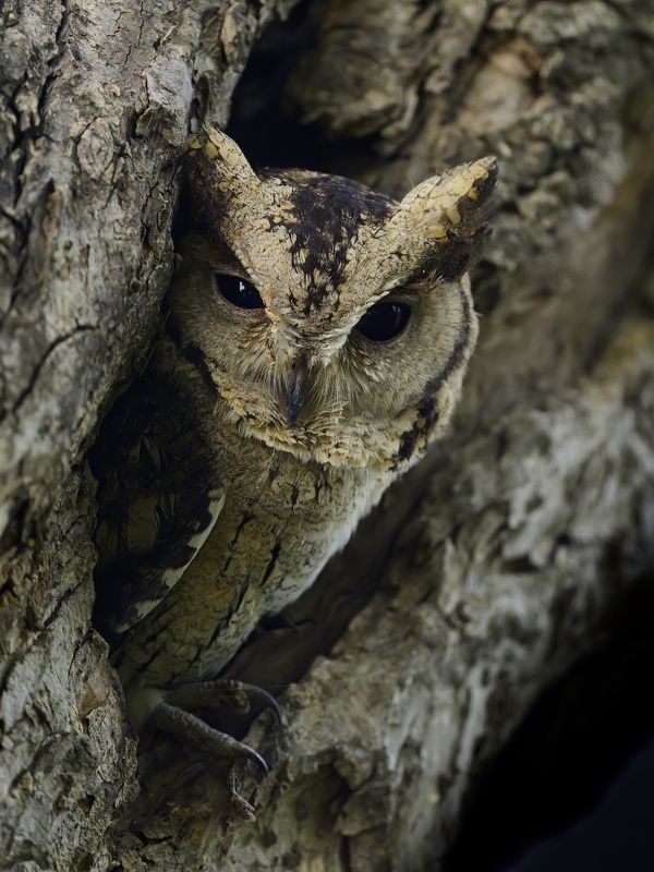 Sleepy owl фото превью