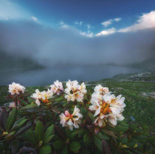 Цветы горных озер