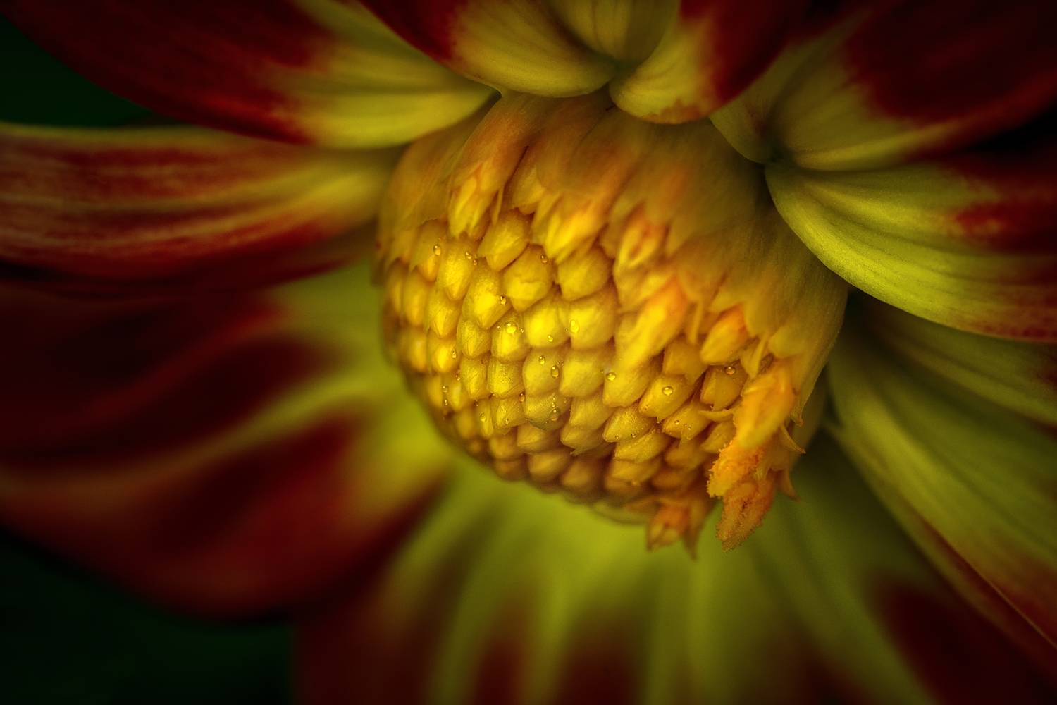 цветок, флора, макро, ЯR Ольга