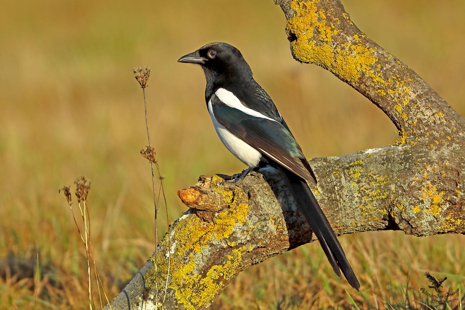 сорока., Гусар Александр
