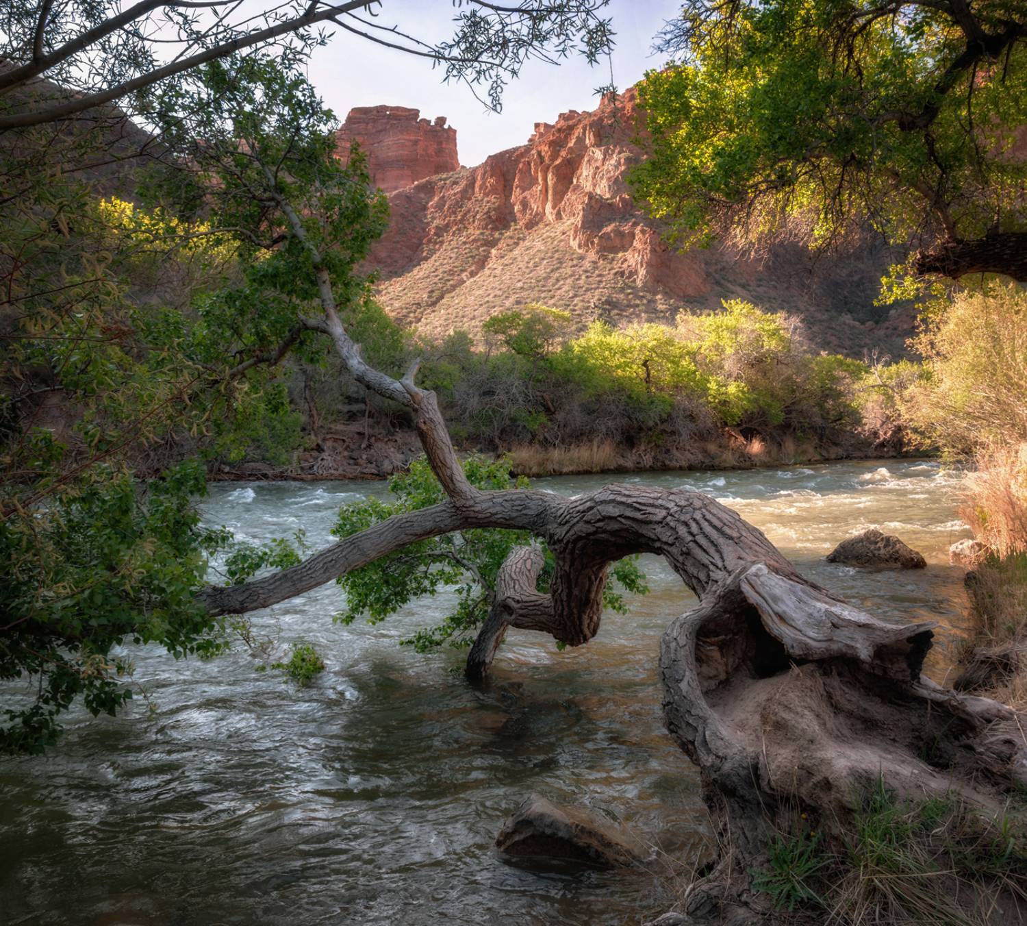 юго-восточный казахстан, северный тянь-шань, горы, чарынский каньон, река чарын, реликтовая роща, согдийский ясень, Кетова Вера