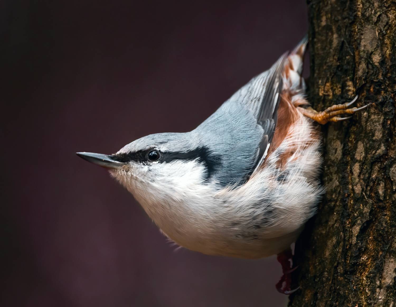 поползень, nuthatch, птицы, birds, birdwatching, nikon, nikonrussia, birding, фотоохота, фотоптиц, Михаил Ездаков