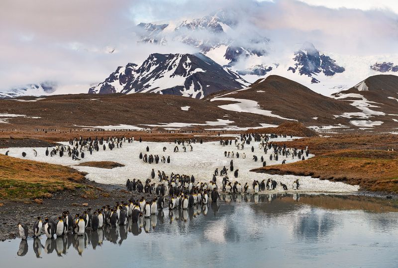 Пейзаж с пингвинами фото превью