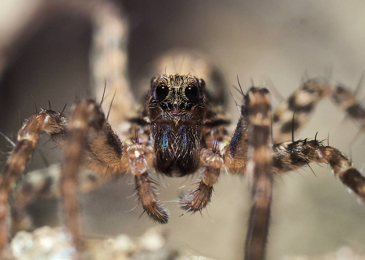 паук, макро, spider, macro, Протченко Ирина