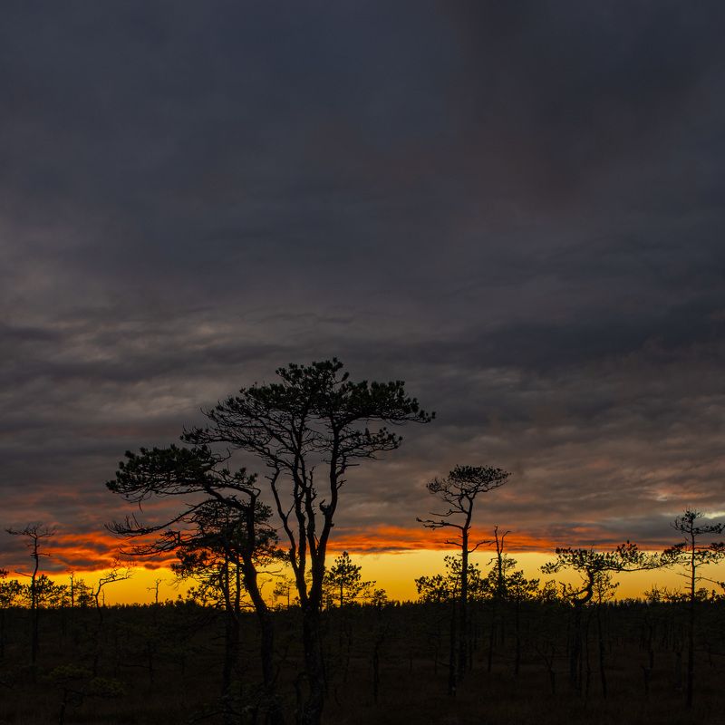 Саванна фото превью