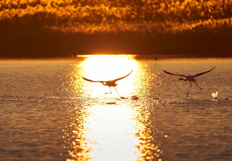 Icarus and Daedalus фото превью