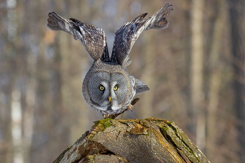 бородатая неясыть злая бабочка фото превью