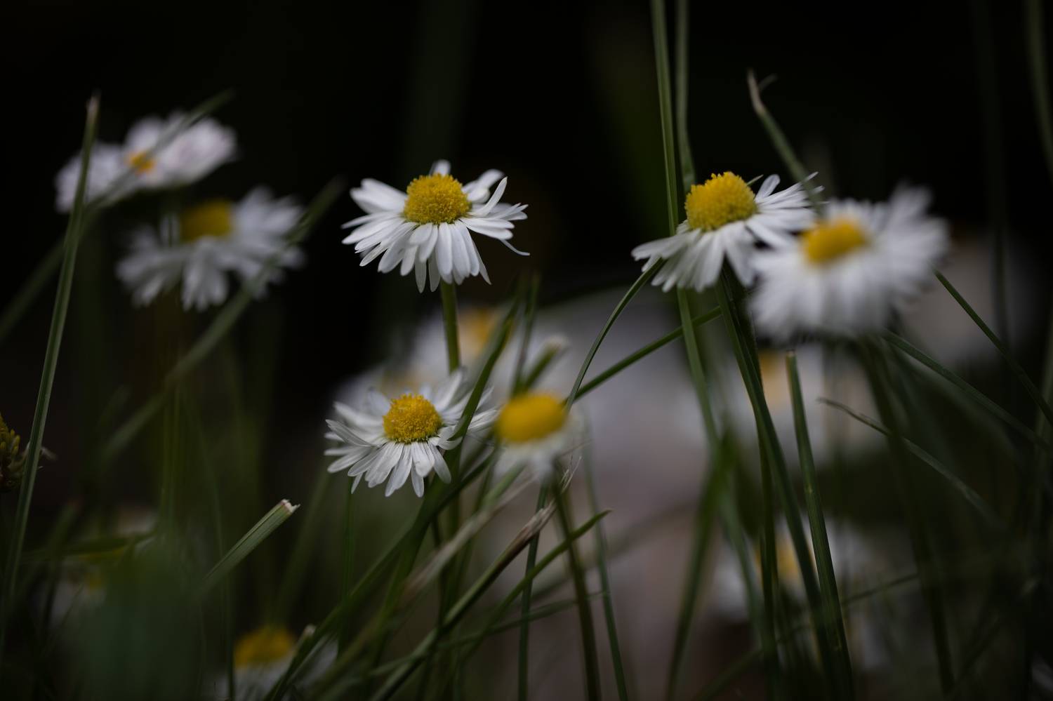 , Бравичева Анастасия