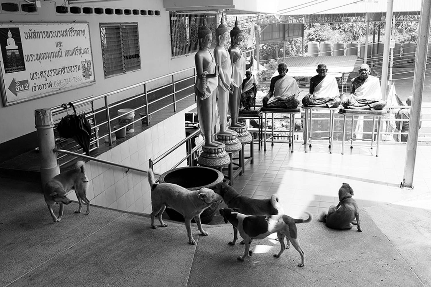 жанр, стрит, тай, street photo, travel photo, bw street photo, tailand, репортаж, buddism, temple, храм, буддизм, собаки, dogs, Mikhail Faletkin