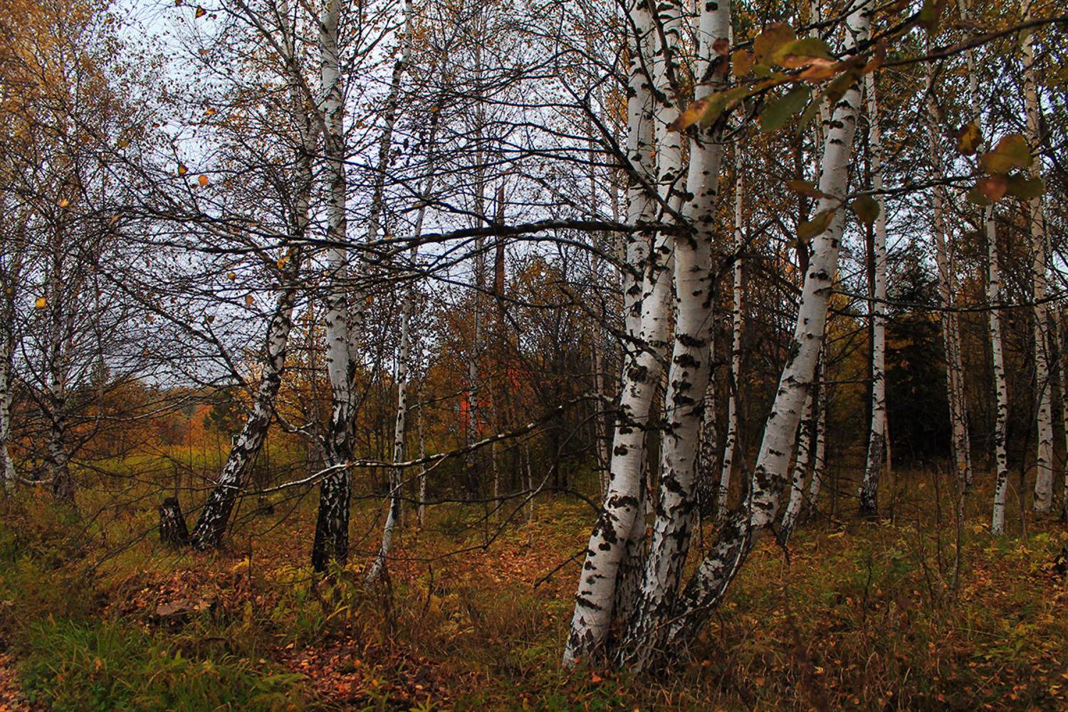 осень, сибирь, россия, Курочкина Диана