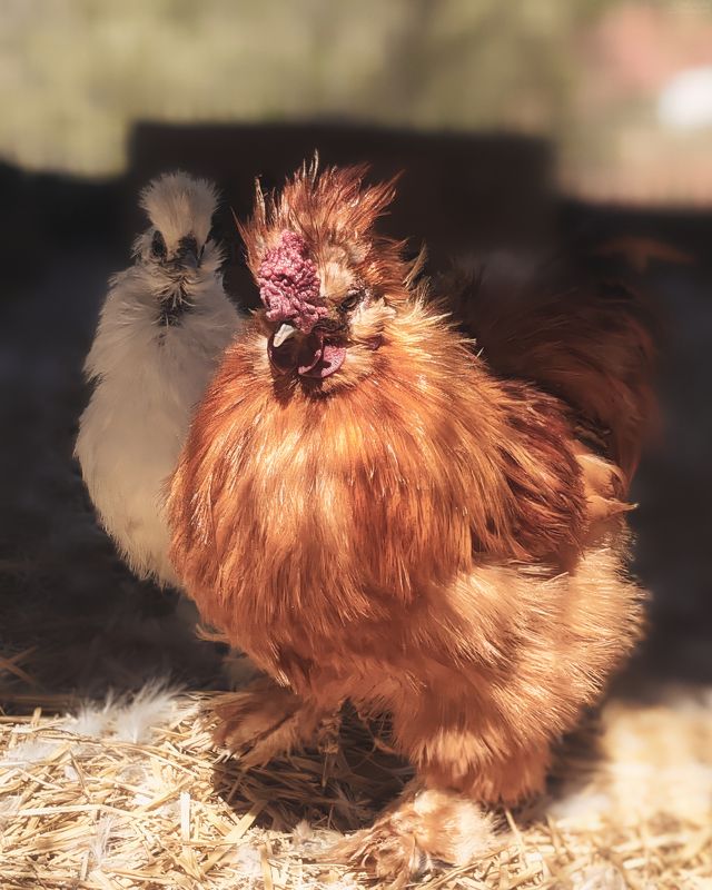 *** фото превью