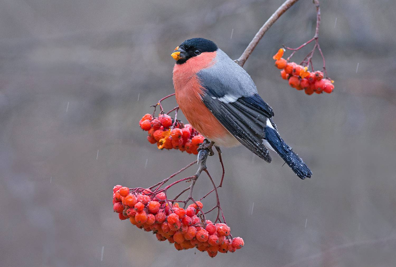 снегирь,самец,ненастье,осень, Иван