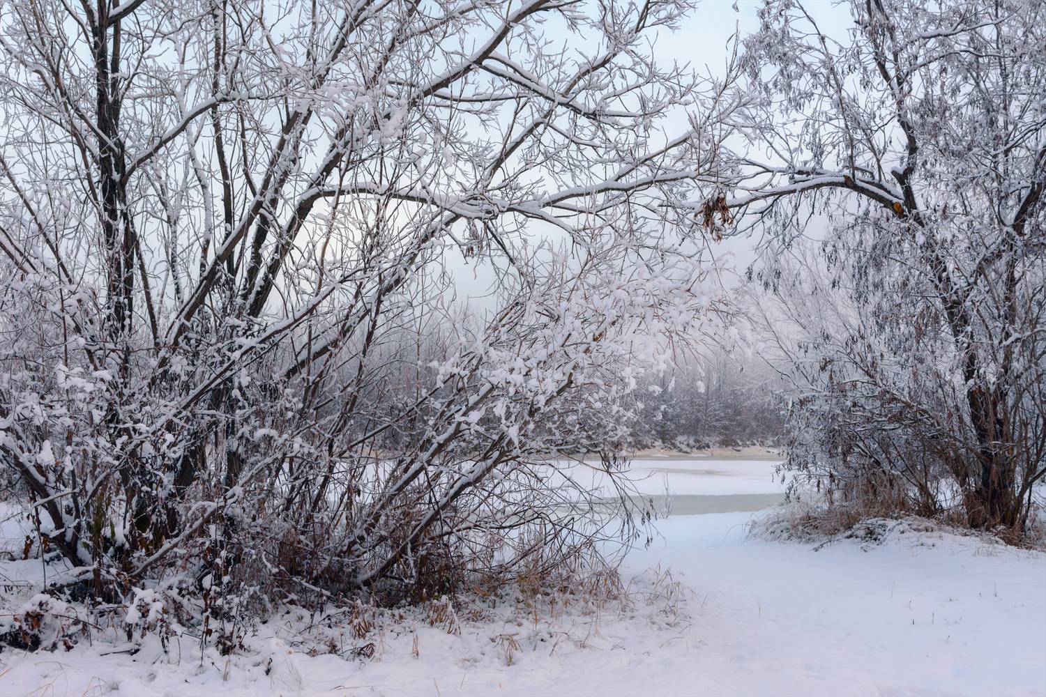 ноябрь мороз снег деревья кусты иней река, Вера Ра