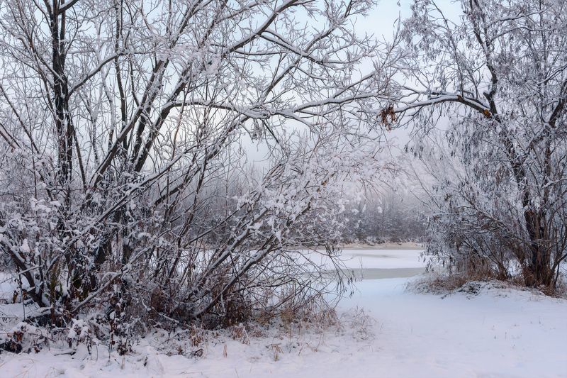 ноябрь мороз снег деревья кусты иней река Почти зима... фото превью