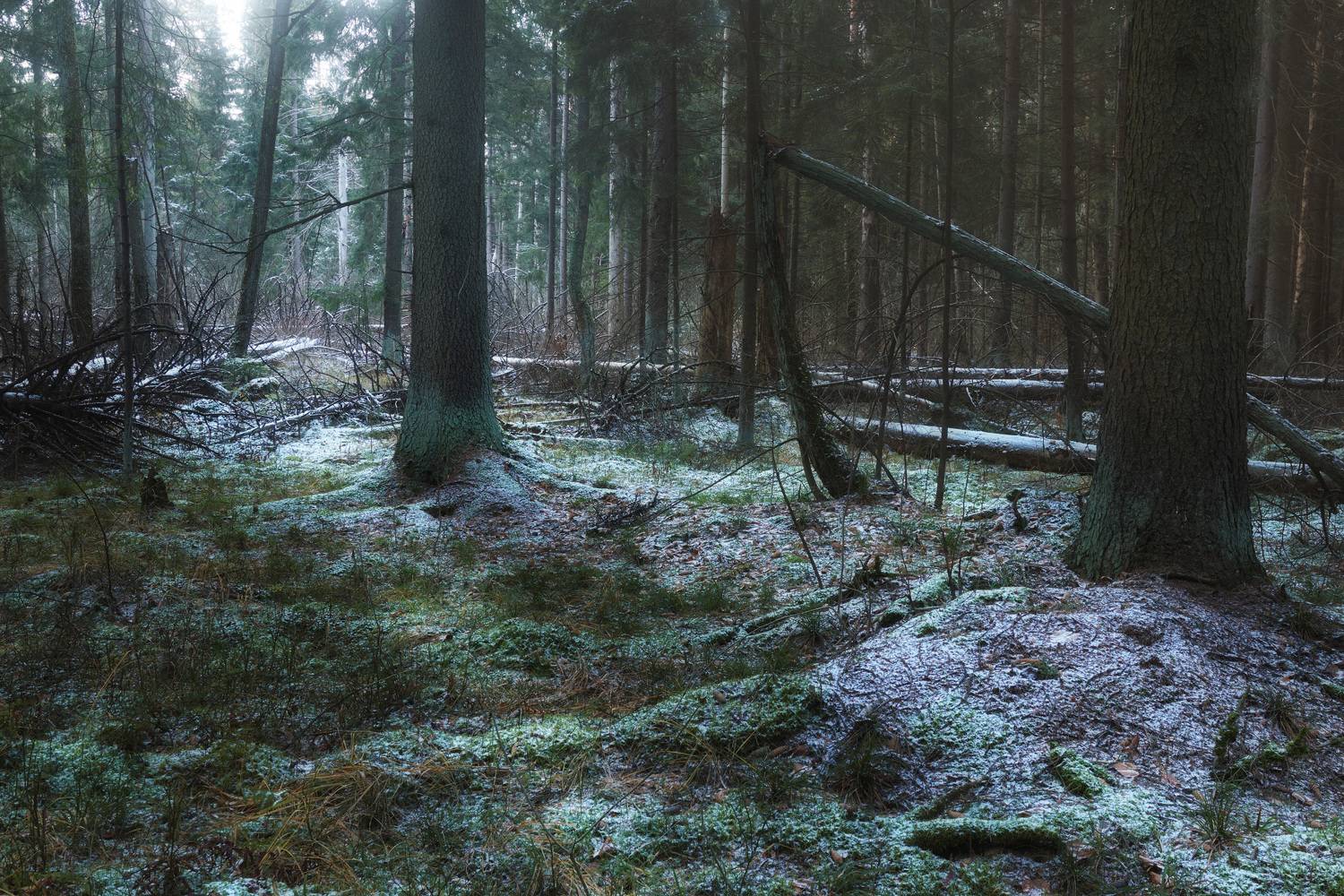 лес, деревья, осень, снег, пейзаж, Валерий Вождаев