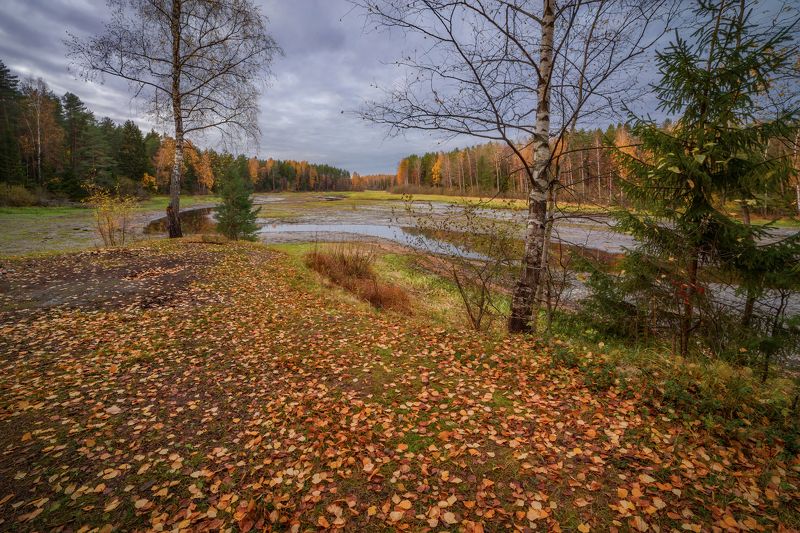 Вспоминая золотую осень...) фото превью
