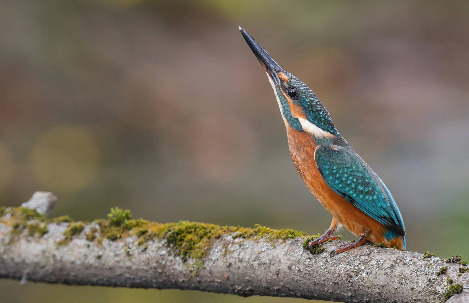 птица, птенцы, зимородок, лето, весна, фотоохота,, Сигушин Руслан