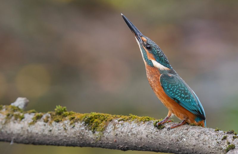 птица, птенцы, зимородок, лето, весна, фотоохота, В струну фото превью