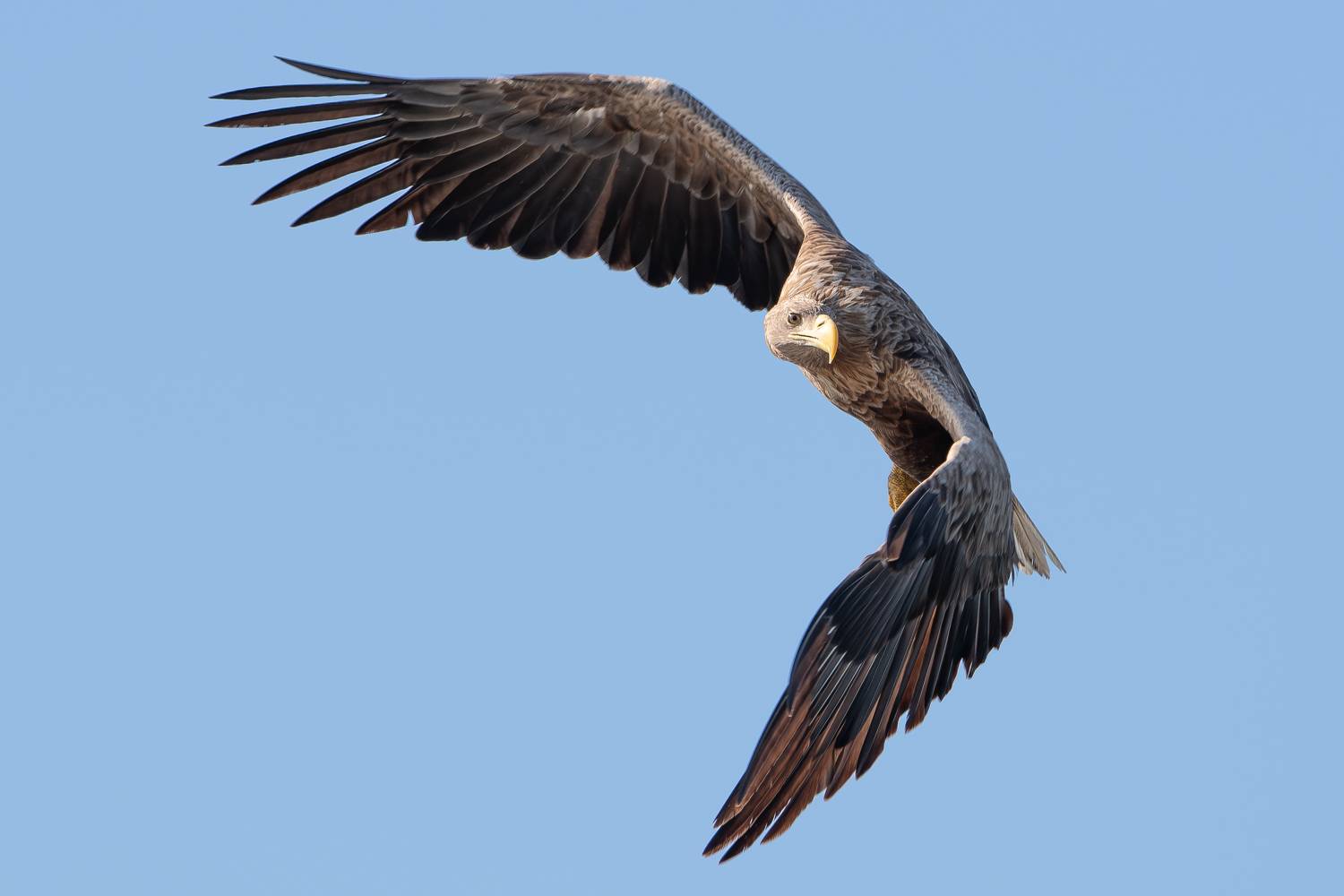 Bielik, ptak, ptak drapiezny, Haliaeetus albicilla, bird of prey, Robert Szmytkowski