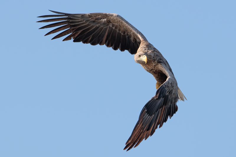 Bielik, ptak, ptak drapiezny, Haliaeetus albicilla, bird of prey Ptak drapiezny Bielik фото превью