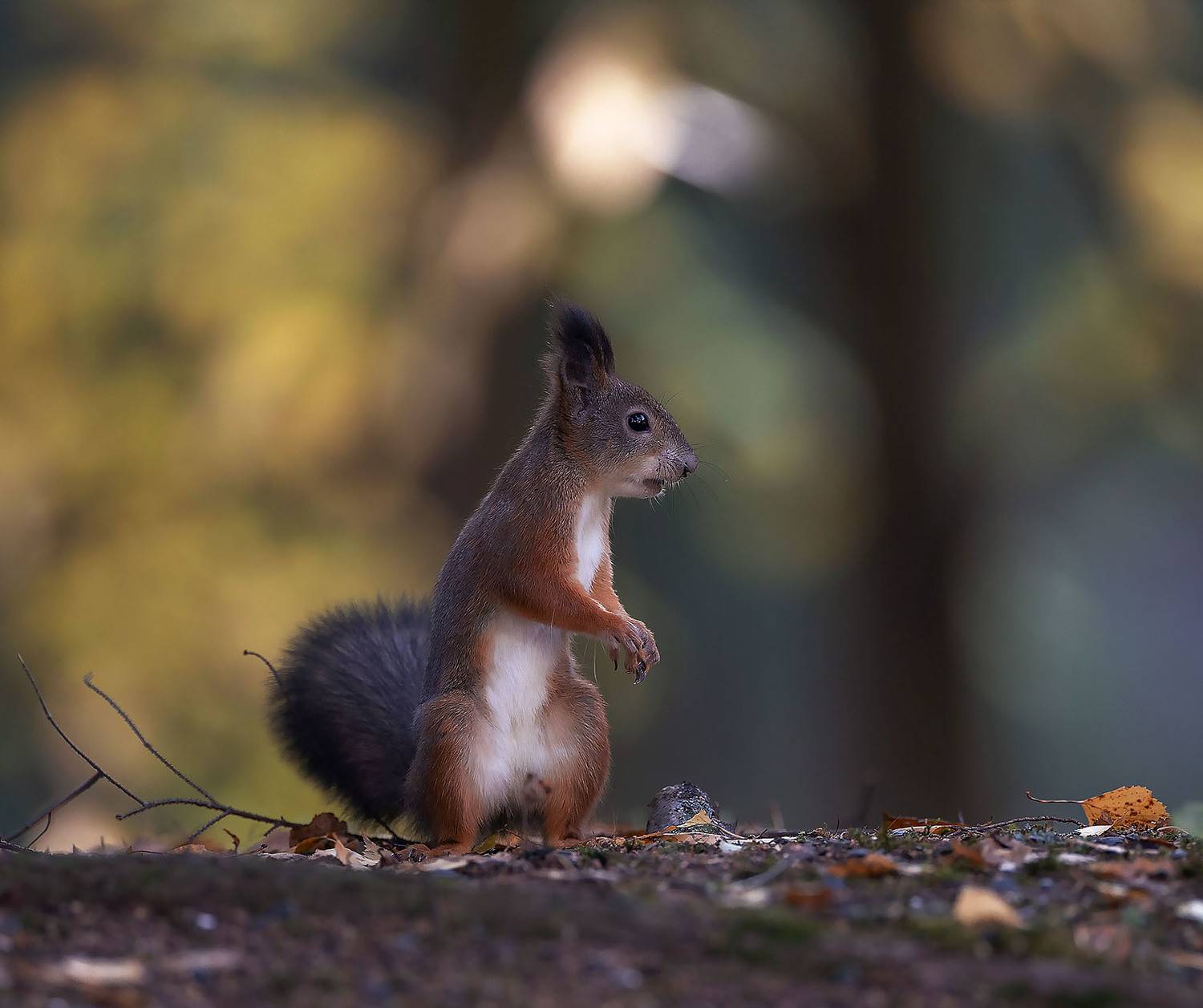 белка, лес, осень, красота, squirrel, beautiful, forest, autumn, nature, Стукалова Юлия