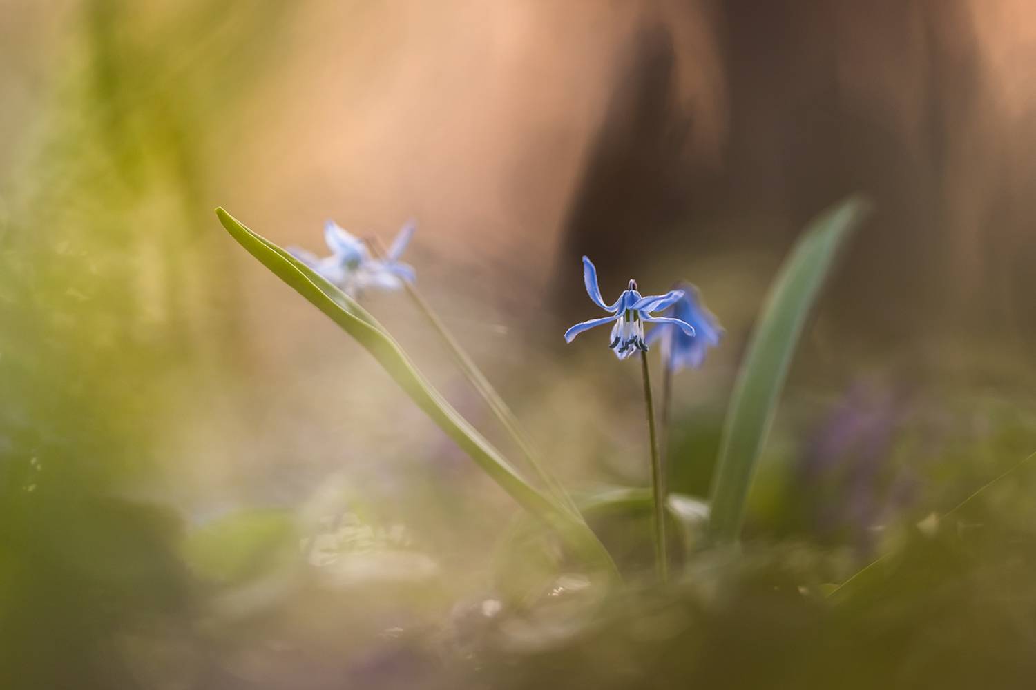 , Илья Михеев