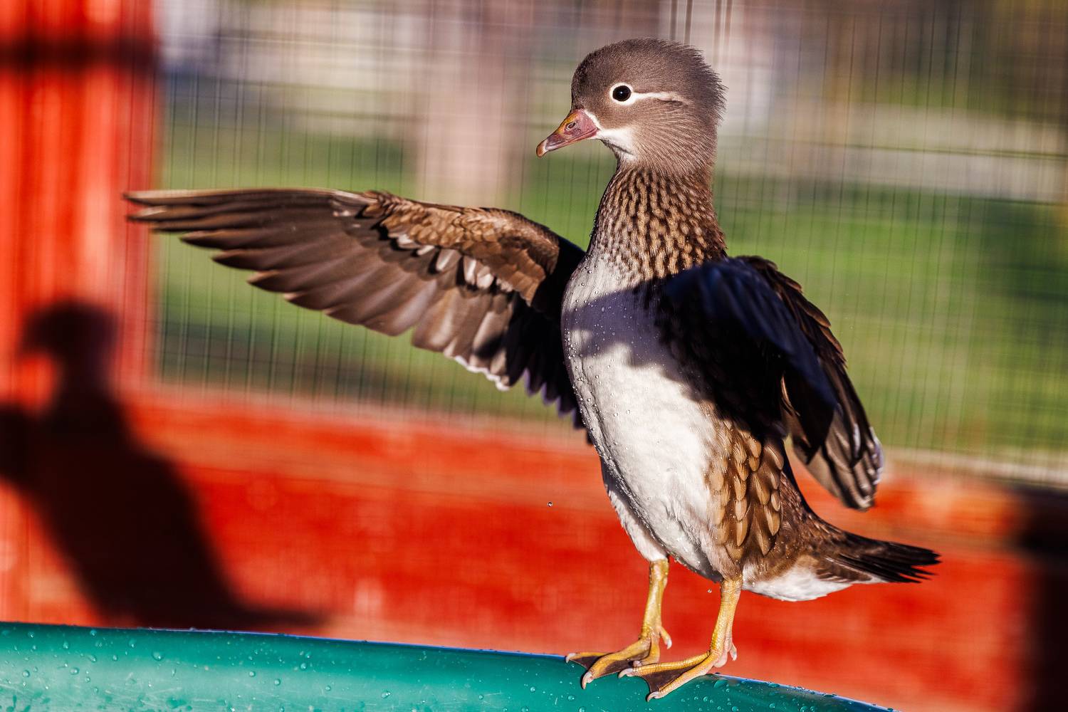 #bird #birdphotography #animallovers #naturelovers #natureworld_photography #planetbirds #planetearth #юмор #fauna #мандаринка #птицы #природа #животные, Сергей Найбич