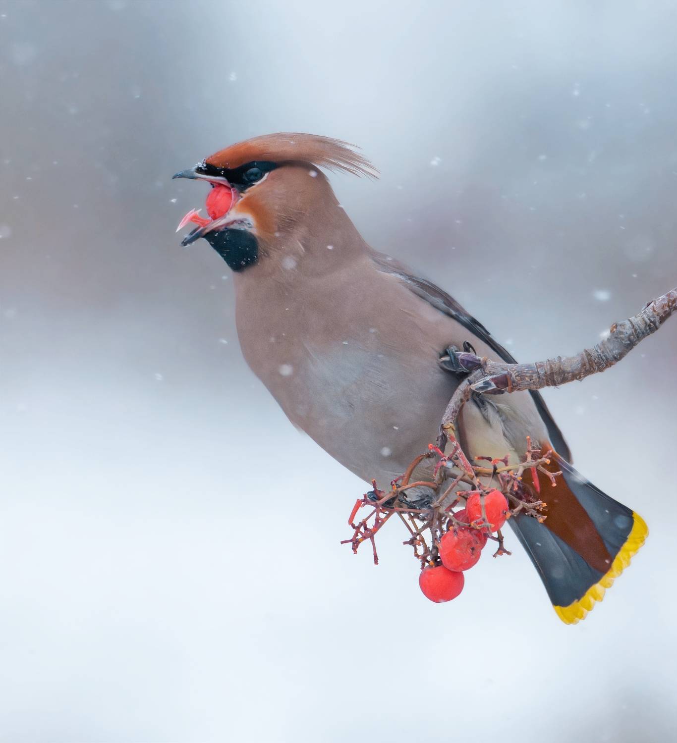 , Никон Александр