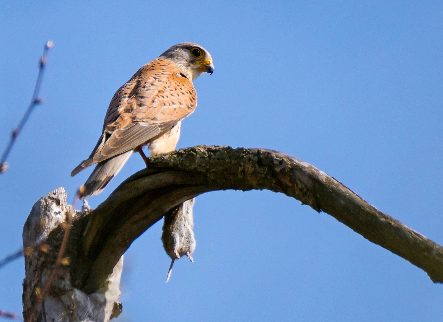 пустельга, соколиные, хищник, добыча, птицы, фотоохота, природа, falcon, birds, nature, predator, Пётр Калачев