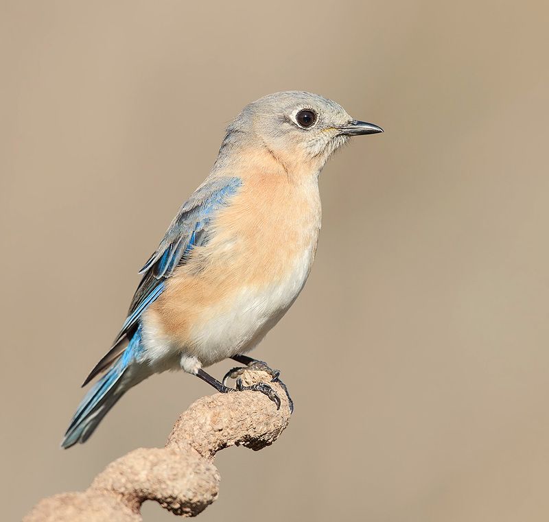 восточная сиалия, eastern bluebird, bluebird Eastern Bluebird, female -Восточная сиалия. самка фото превью