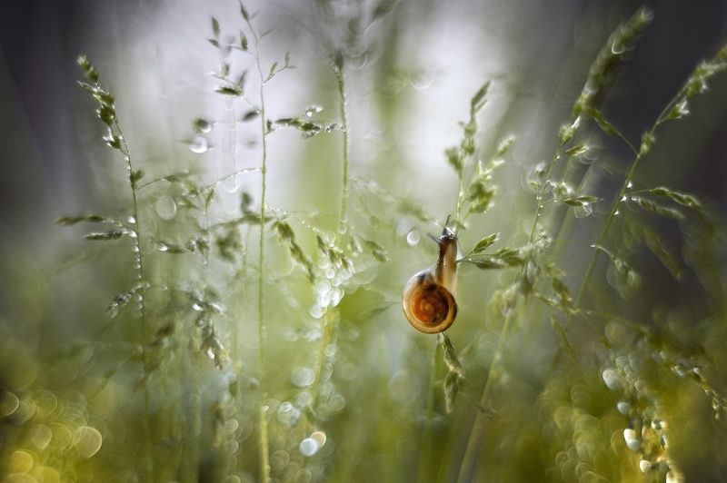 улитка, макро, роса Улитка фото превью