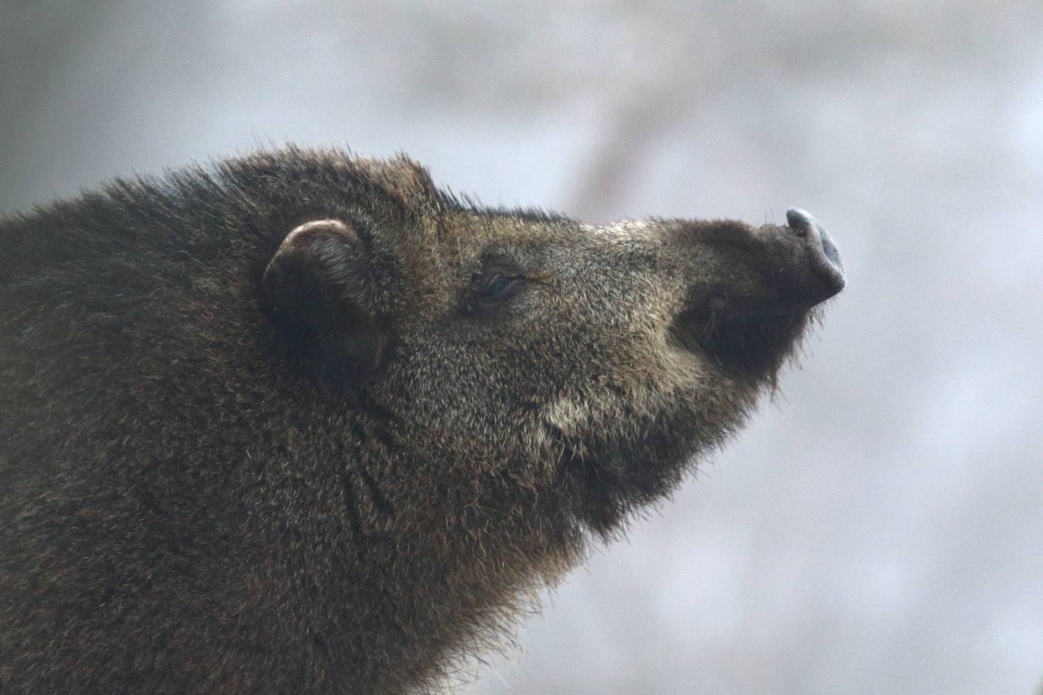природа, животные, звери, млекопитающие, кабан, лес, самарская область, анималистика, Владимир Шебаршенко