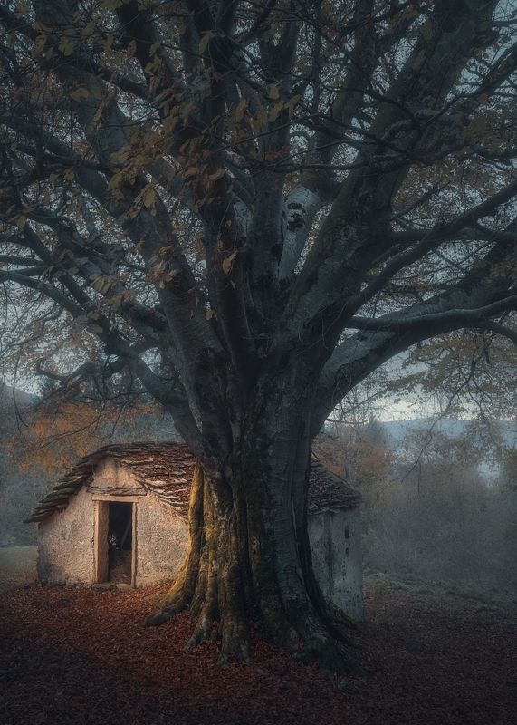 Old Mornings Dawn фото превью