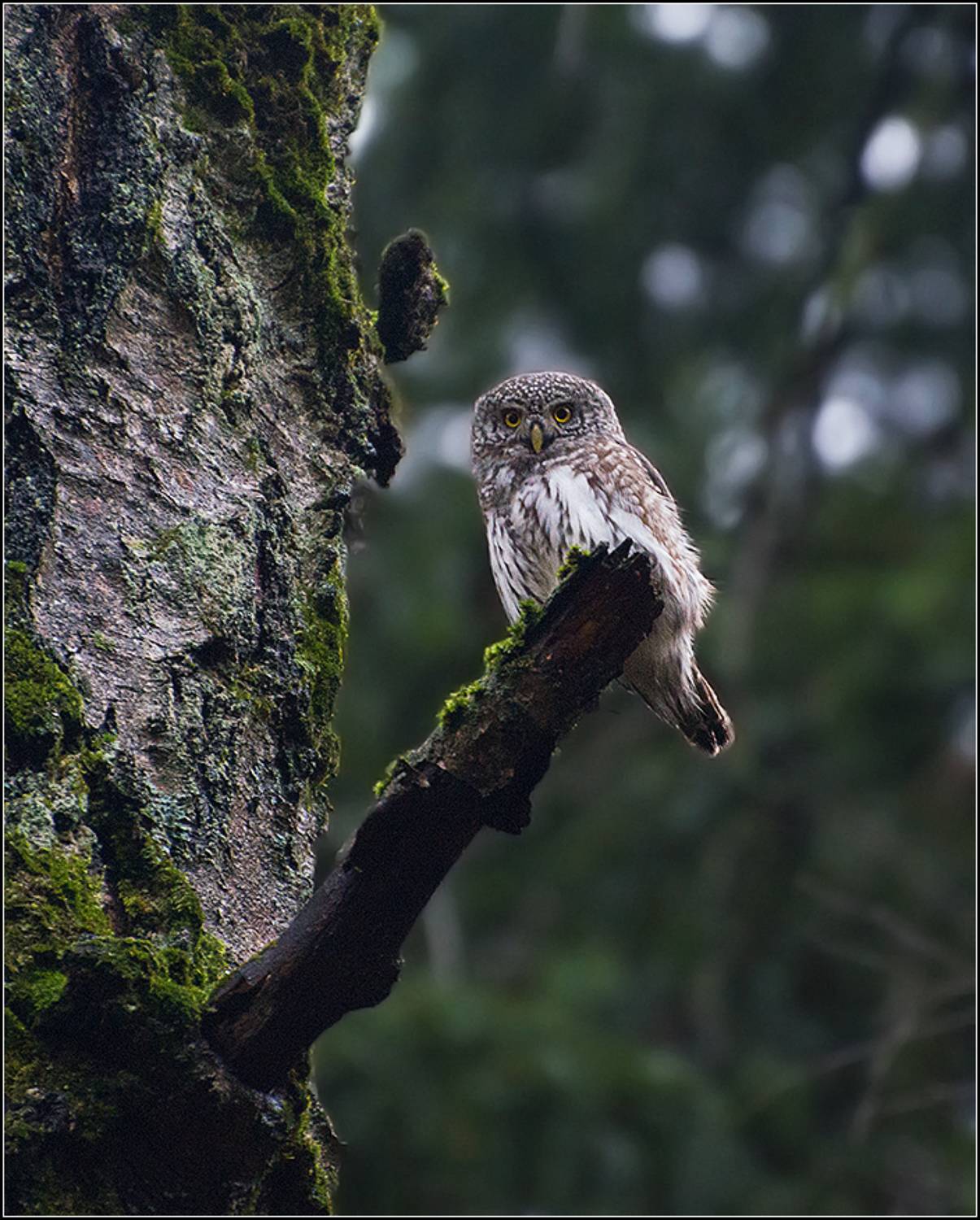 москва, парк, птица, АНАТОЛИЙ ДОВЫДЕНКО