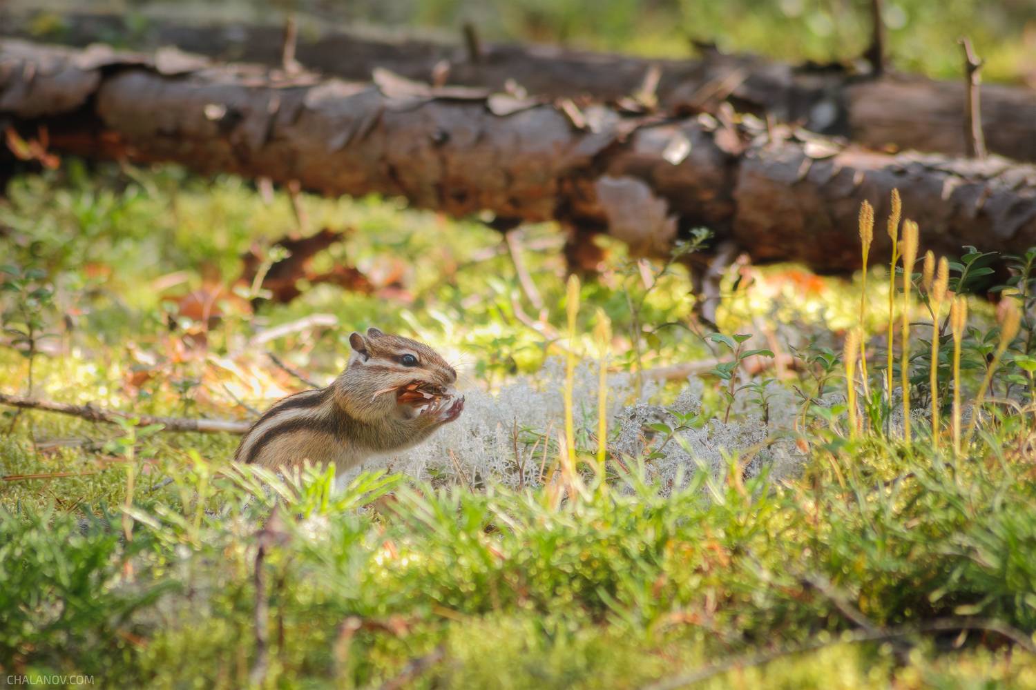 бурундук, животные, осень, лес, природа, nature, animal, autumn, fall, forest, chipmunk, wildlife, Чаланов Иван