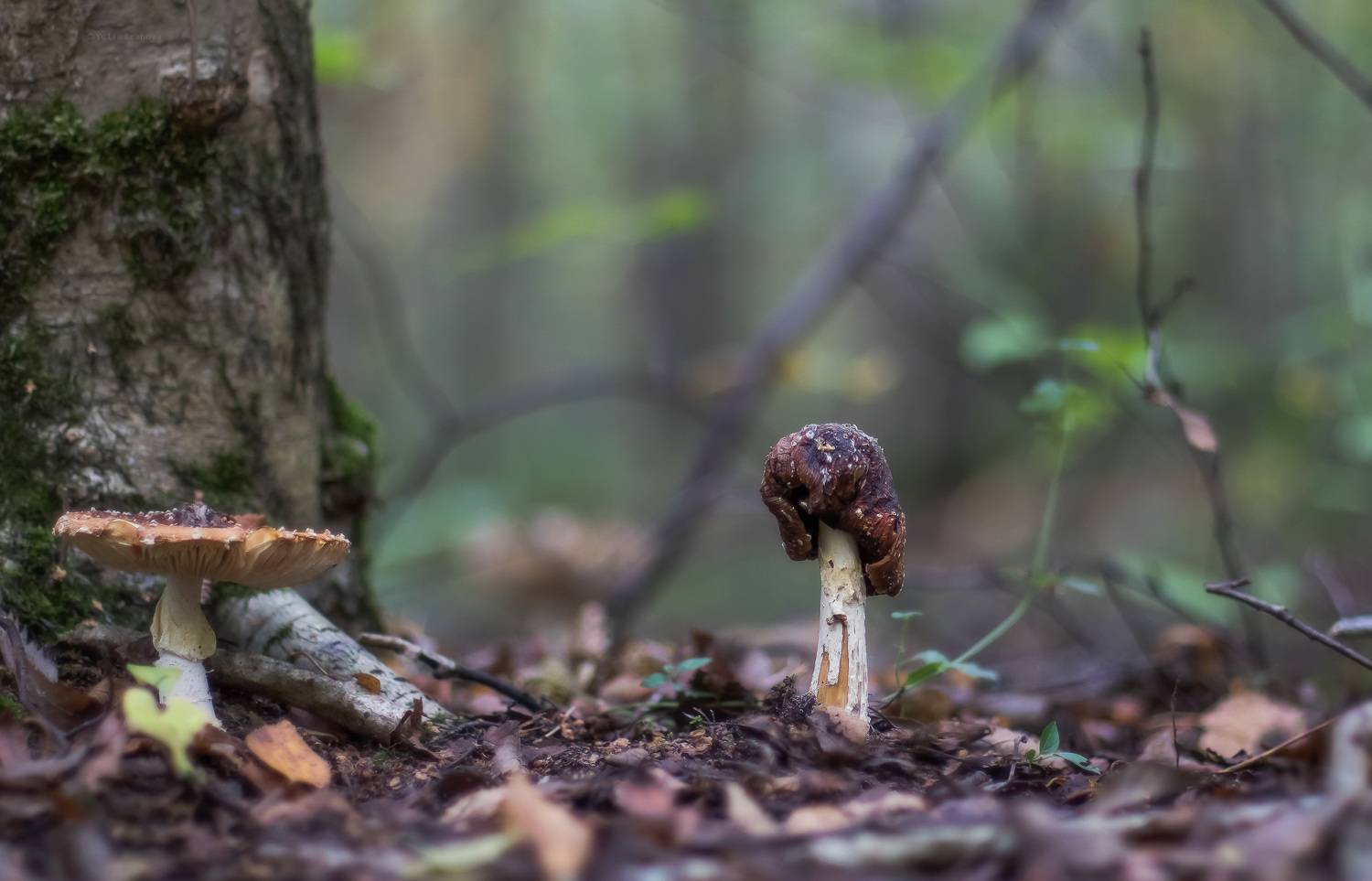мухомор, грибы, макро, Ершова Юлия