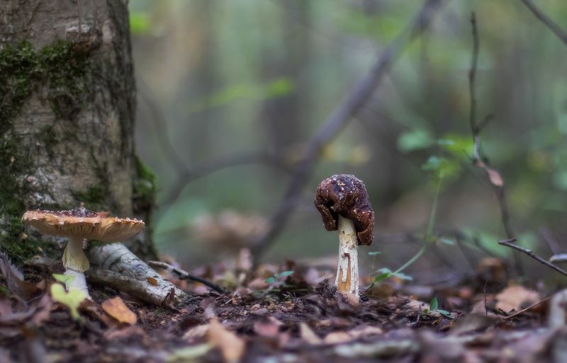 мухомор, грибы, макро Время беспощадно фото превью