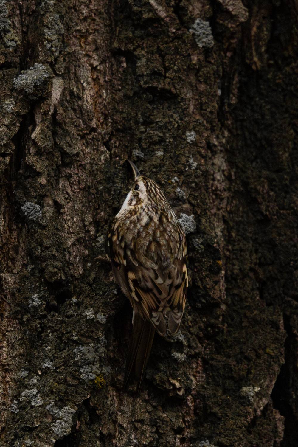 птица пищуха фотоохота осень bird treecreeper, Гильманов Артур