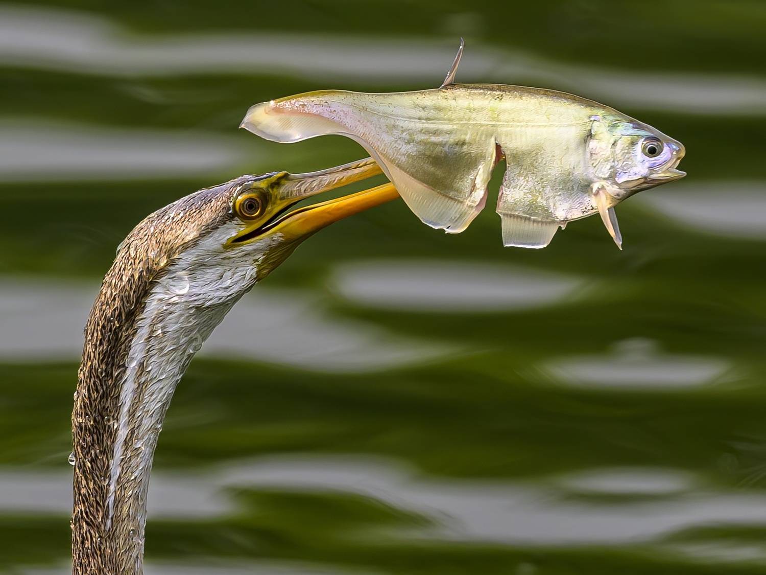 , Пупонин Сергей