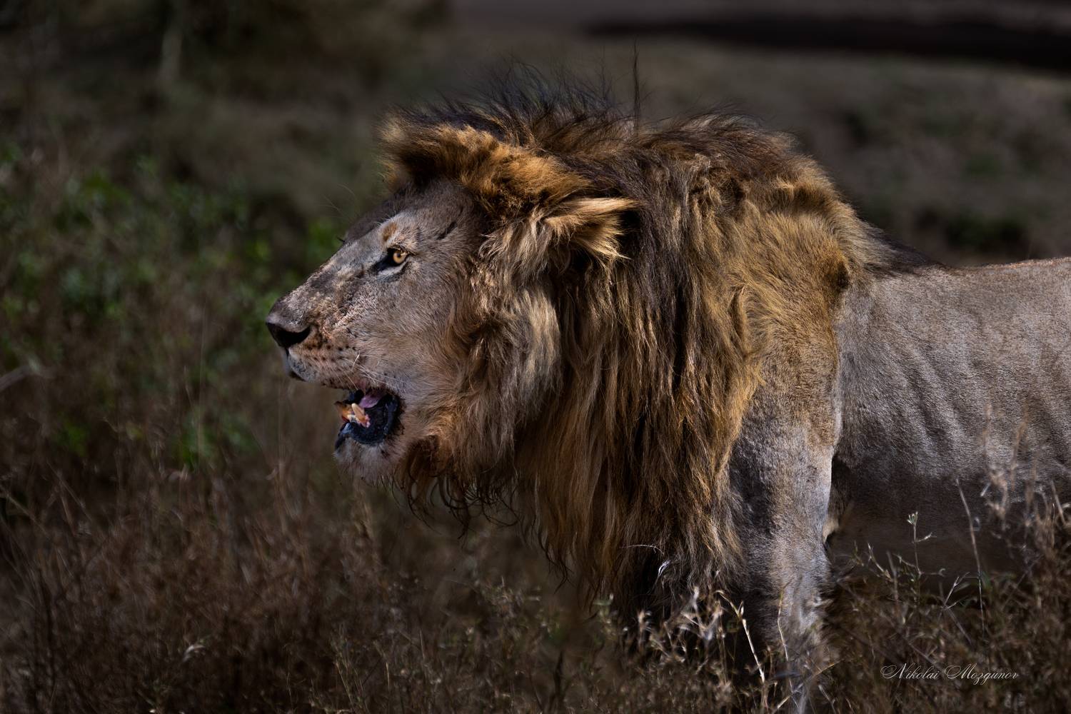 , Николай Мозгунов
