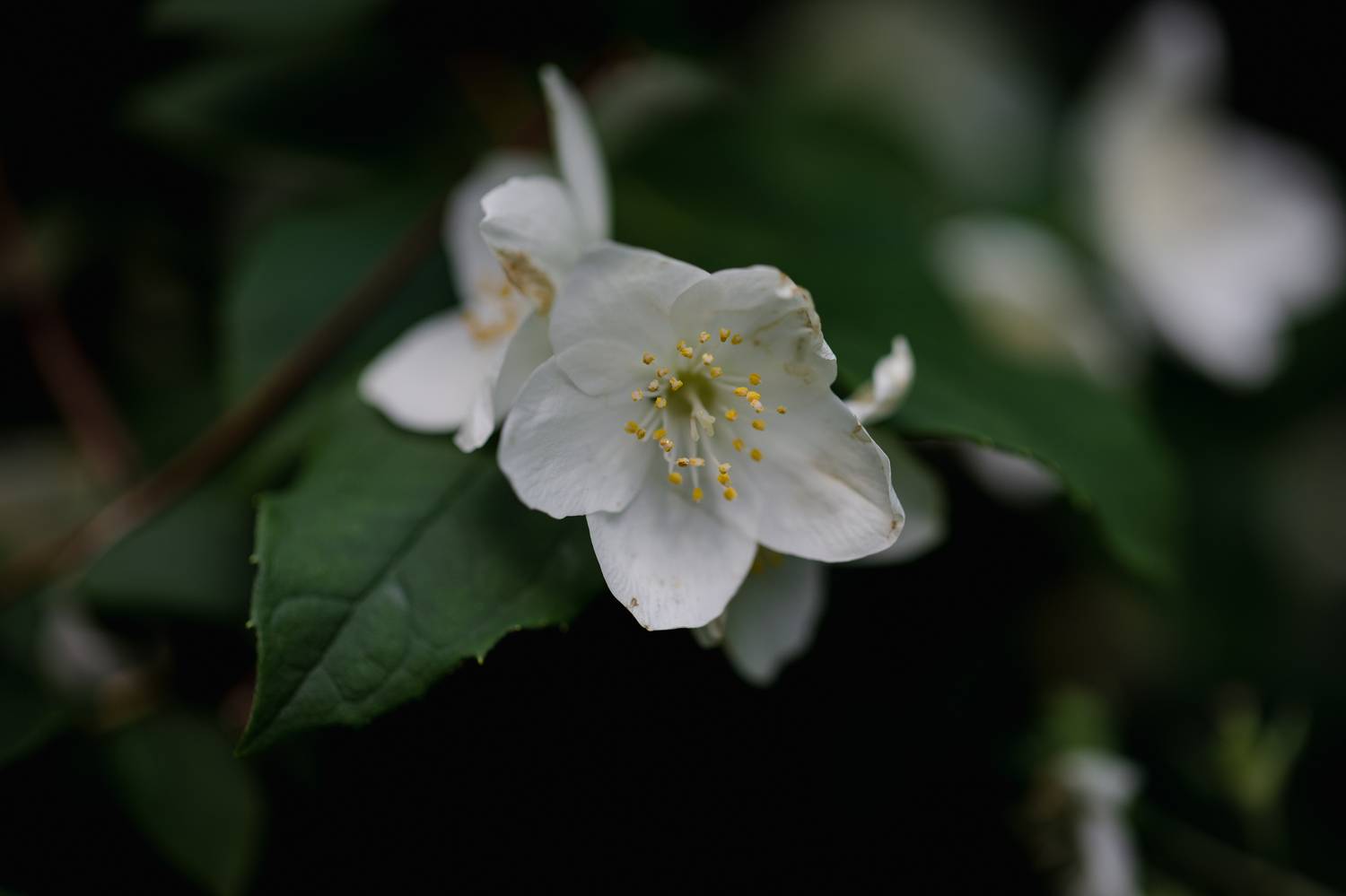 , Бравичева Анастасия