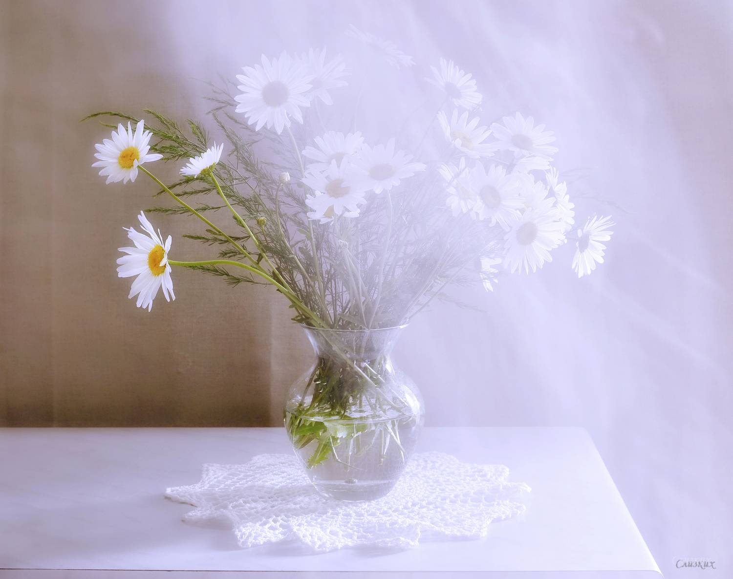 ромашки,вуаль,свет,лето,, Инаида