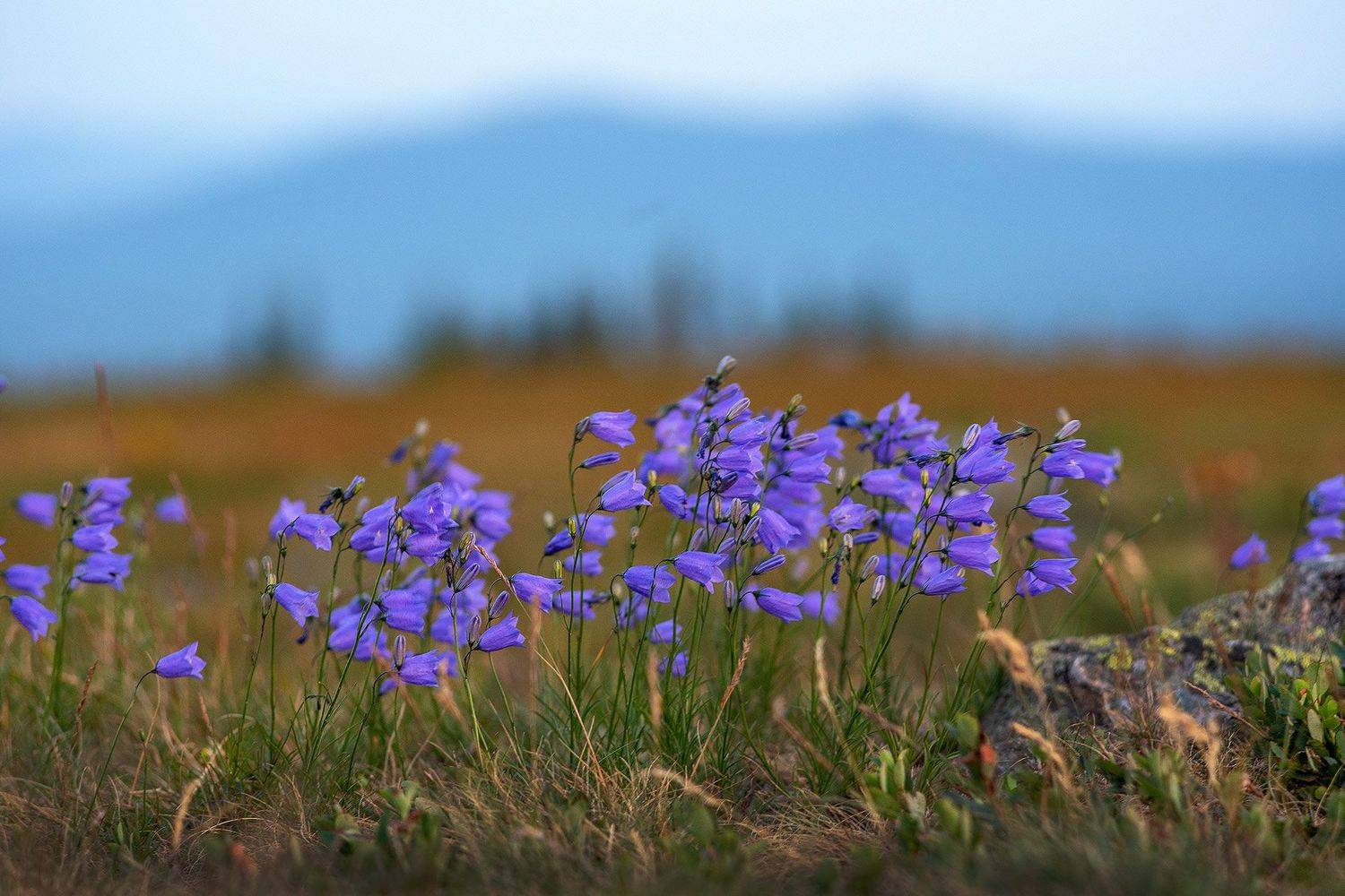 цветы, цветок, колокольчики, таганай, урал, горы, скалы, камни, Гордейко Анна